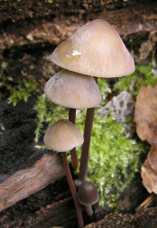 Mycena crocata